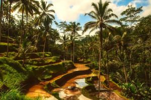 Destination Wedding Locations Bali forest