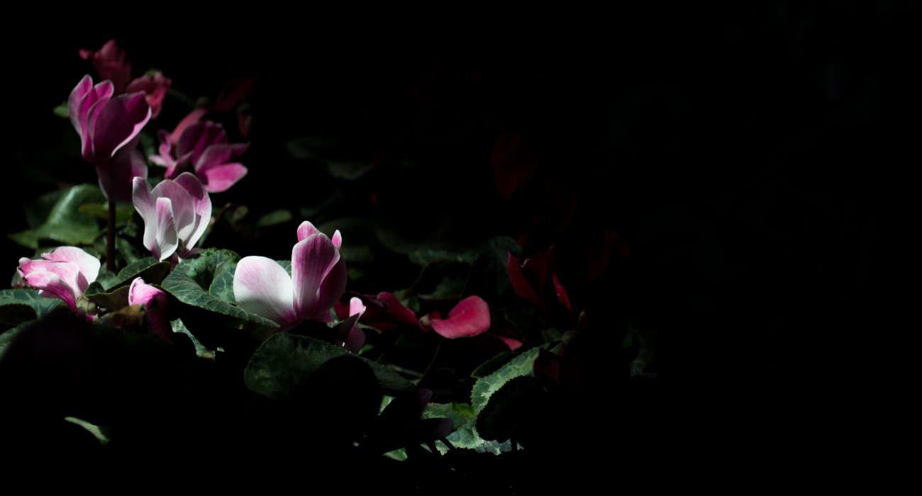 From the Depths of Darkness into the Light_flowers